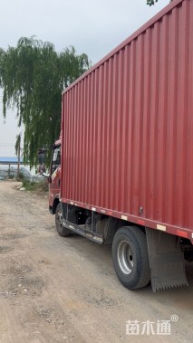 高度20厘米美丽月见草