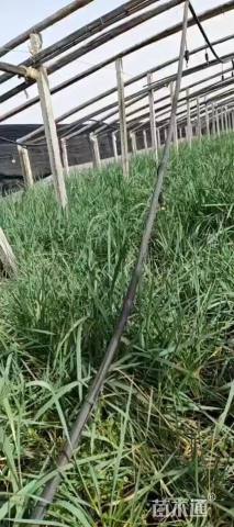 高度25厘米蓝冰麦