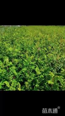 高度60厘米黄刺玫