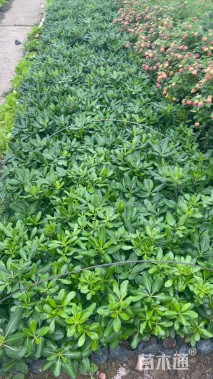 高度20厘米海桐