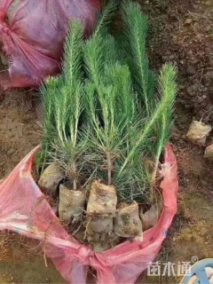 高度18厘米黑松