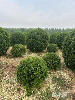 冠幅130厘米卫矛球