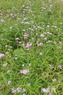 高度35厘米马鞭草