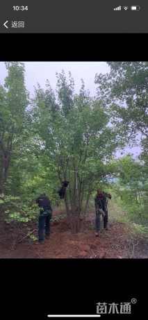 高度500厘米丛生五角枫