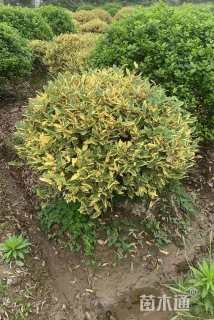 高度110厘米金边胡颓子球