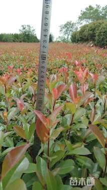 0.8公分红叶石楠