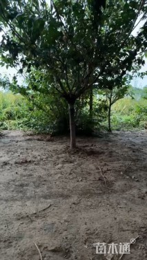 20公分二乔玉兰