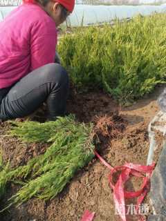 高度30厘米小龙柏