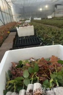 0.7公分北美冬青