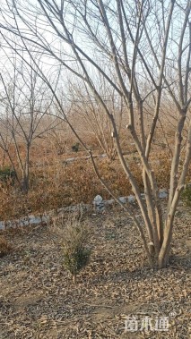 60公分金叶复叶槭