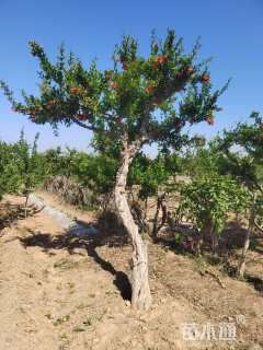 高度360厘米石榴