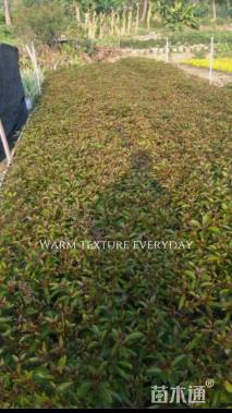 高度25厘米希茉莉