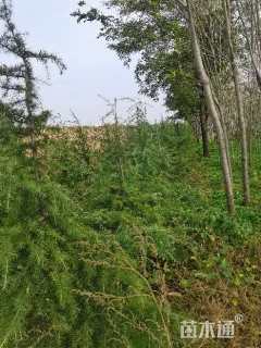 高度2000厘米雪松