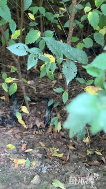 高度80厘米榆树小苗