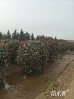 冠幅150厘米红叶石楠球