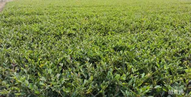 高度25厘米小叶蚊母