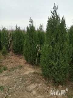 高度300厘米河南桧