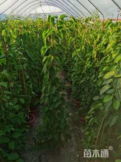 15厘米炮仗花