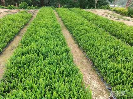 高度25厘米排骨草