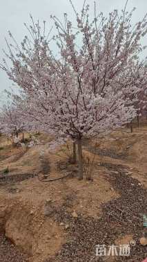 12公分江户彼岸樱