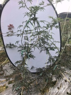 高度70厘米羽毛枫