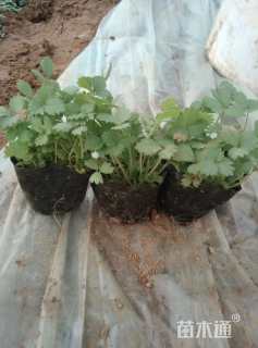 高度10厘米蛇莓