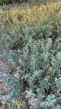 高度50厘米蓝叶忍冬