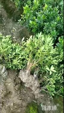 高度30厘米海桐