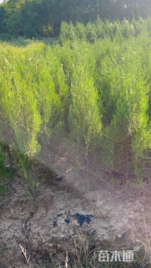 高度110厘米侧柏