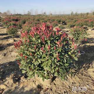 冠幅120厘米红叶石楠球