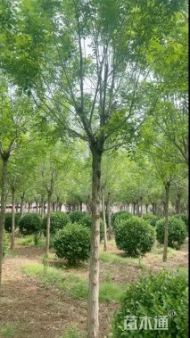 10公分金叶白蜡