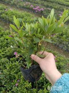 高度30厘米杜鹃