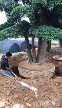 80公分造型椤木石楠