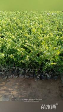 高度40厘米金森女贞