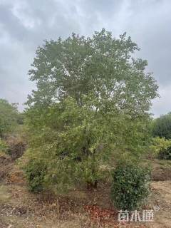 50公分丛生乌桕
