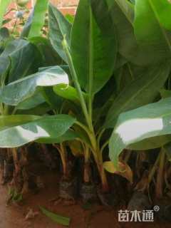 高度30厘米芭蕉