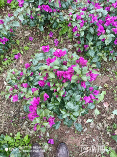 高度80厘米三角梅