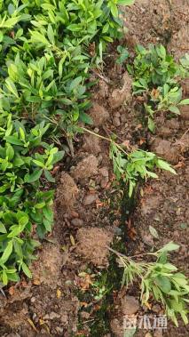 高度30厘米毛鹃