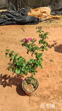 高度40厘米紫花三角梅