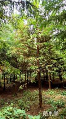 25公分北美落羽杉