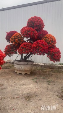 高度350厘米嫁接多色三角梅