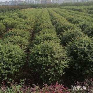 冠幅100厘米火棘球