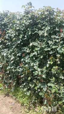 高度200厘米月季