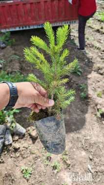 高度30厘米云杉