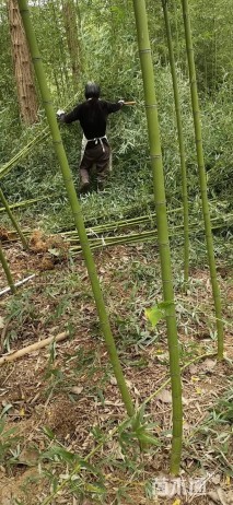 地栽苗刚竹