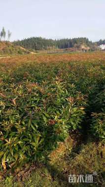 高度130厘米木荷小苗