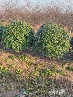 冠幅150厘米无刺枸骨球