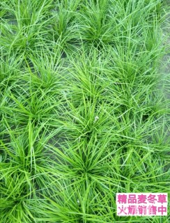 高度15厘米麦冬