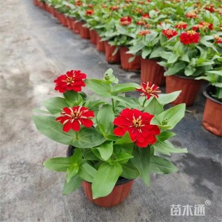 高度20厘米百日草