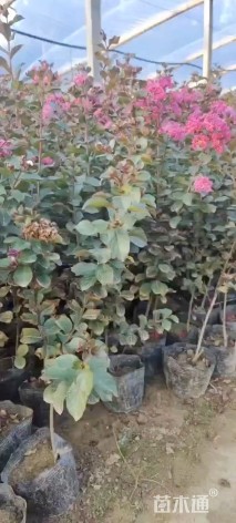 高度30厘米天鹅绒紫薇